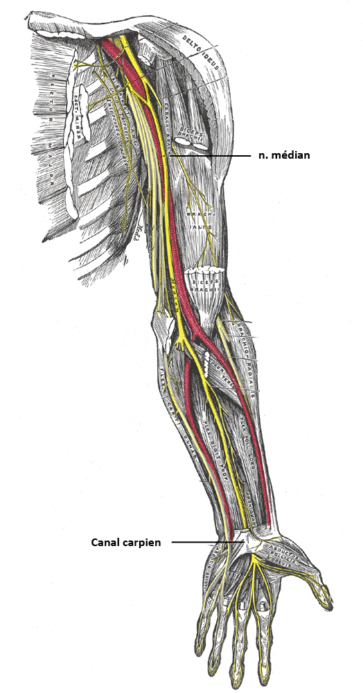 osteopathe-bayonne-nerf-median